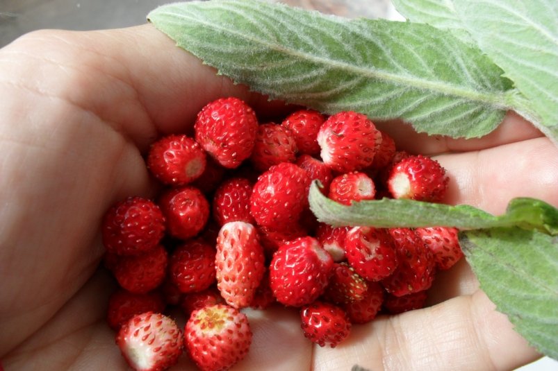 Тематическое фото pxhere.com