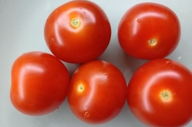 Дает рекордный урожай на спринтерской скорости: по 7 томатов в кисти — раннеспелый холодостойкий сорт ИА StavropolMedia