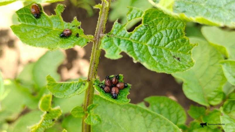 Колорадский жук Автора