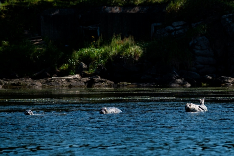 Прогулка по побережью Ванинского района ИА AmurMedia