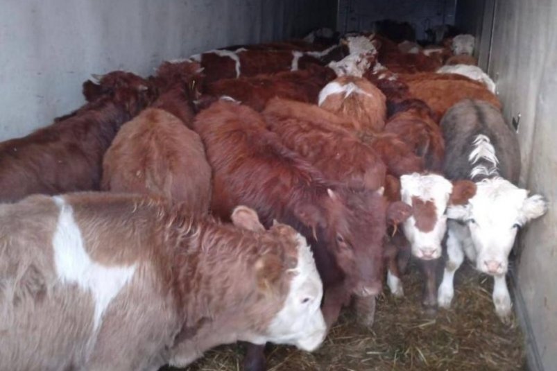 Более 1,4 тысячи голов скота без сопроводительных документов задержано в Слюдянском районе Пресс-служба правительства Иркутской области