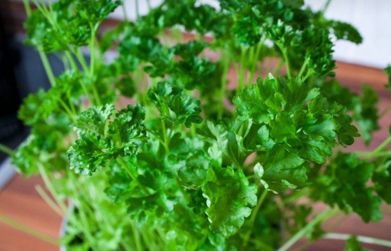 Тематическое фото pxhere.com