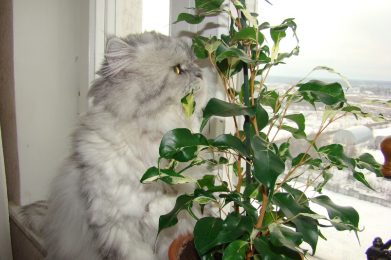 Тематическое фото pxhere.com