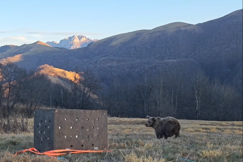 Медвежонка, сбитого на трассе в горах, выпустили на волю ставропольские волонтёры соцсети реабилитационного центра "Пеликан"