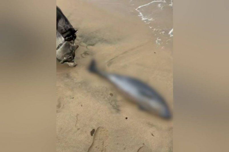 Дельфина со вспоротым брюхом нашли на пляже в кубанской станице Голубицкой t.me/temruk_info