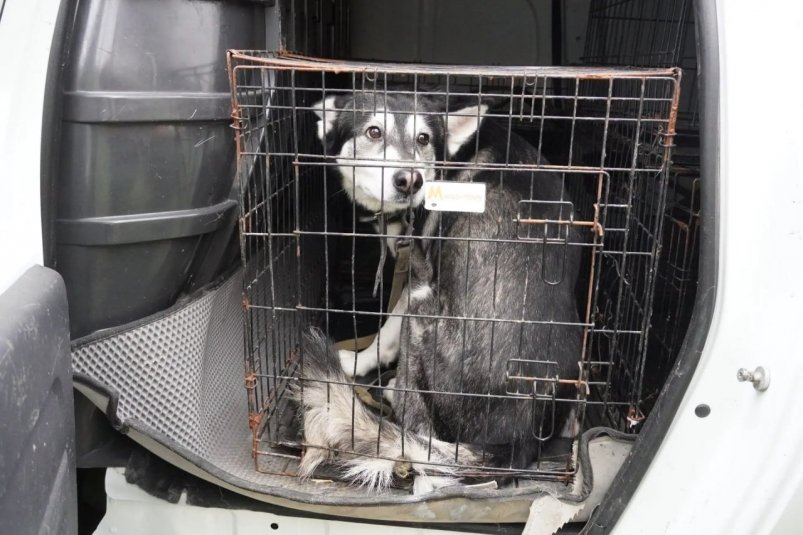 На собаку пожаловались соседи Соцсети О. Каторгина