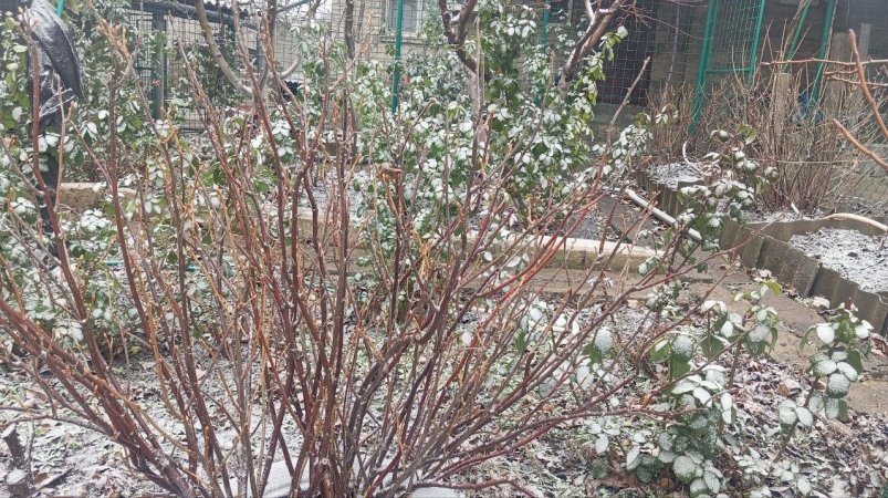 Вот как готовить сад к морозу в декабре: чек-лист для владельцев участков — последние работы ИА KrasnodarMedia