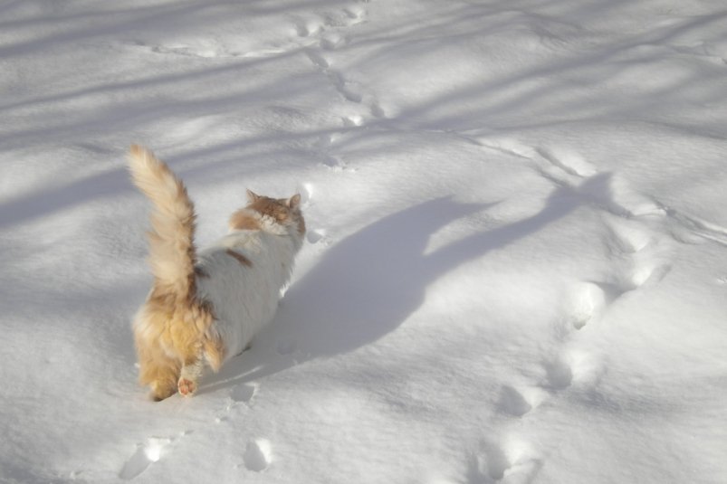 Тематическое фото pxhere.com