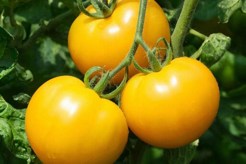 Томат с полкилограмма и вкусом сливочного масла: что за жёлтый "бифштекс" рвут с грядок ведрами - мясистый и ароматный GigaChat (18+)