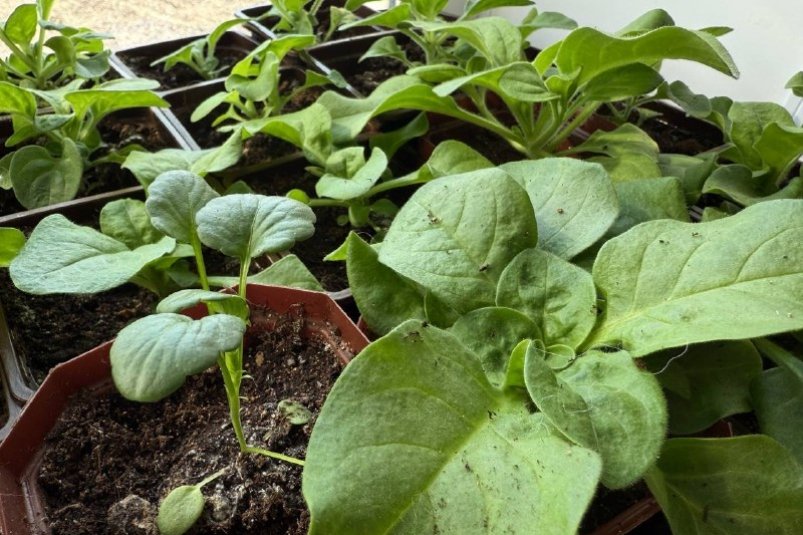 Рассада на подоконнике Марина Кудрявцева, ИА UssurMedia