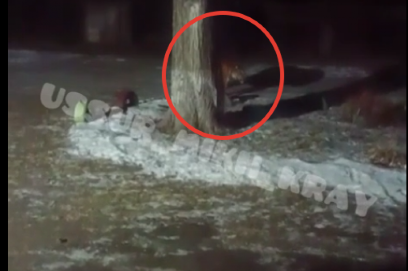 Тематическое фото t.me/ussur_mikh_kray