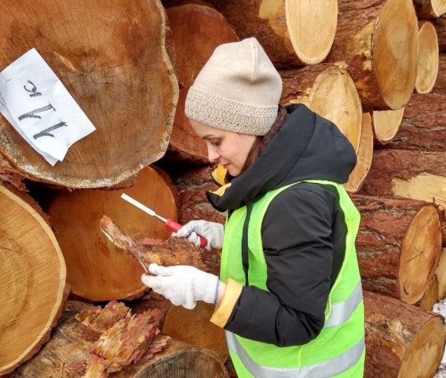 75% древесины Иркутской области экспортируется в Китай Пресс-служба РСХН ИО и РБ