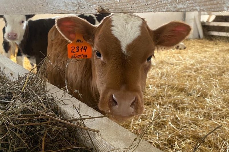 Скот Пресс-служба правительства Иркутской области