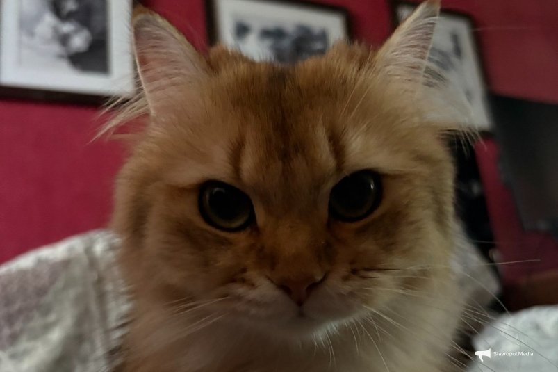 Какие три породы кошек самые красивые в мире: поразят своей красотой - фото ИА Stavropol.Media