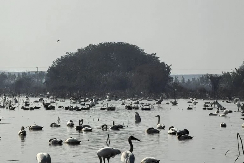 Национальные парки России и Китая объединились ради спасения стерха тг-канал нацпарка "Ленские столбы"