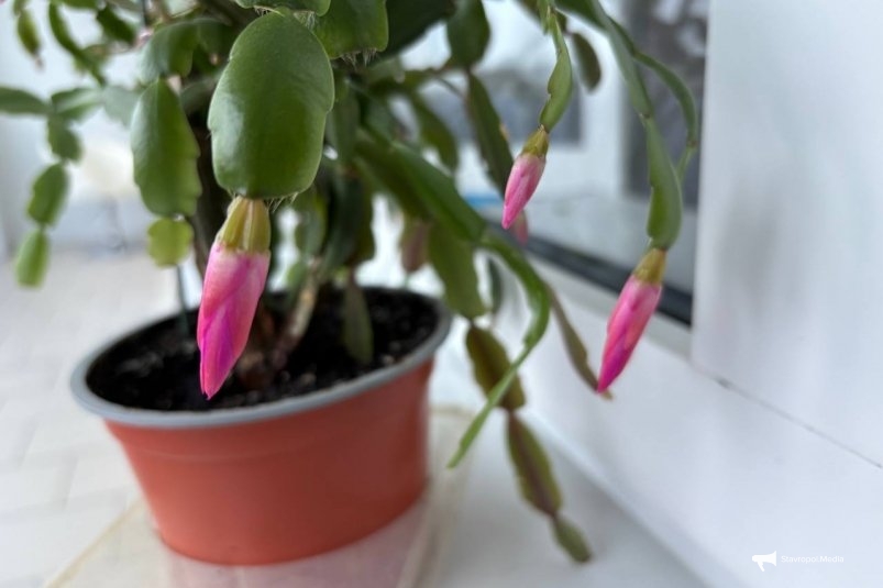 Декабрист цветёт до апреля: даю хитрую подкормку раз в 7 дней - мощное цветение ИА Stavropol.Media