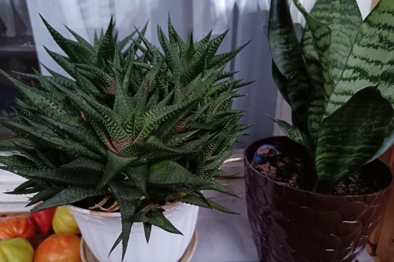 Подарок на Новый год тем, у кого все есть: эти три растения оценят даже мужчины ИА SevastopolMedia.ru