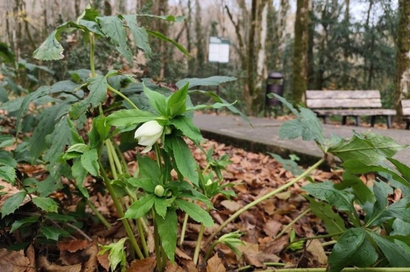 В Тисо-самшитовой роще Сочи расцвело растение домамонтовой эпохи пресс-служба Кавказского биосферного заповедника