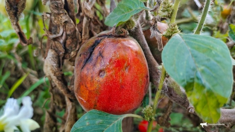 Фитофтороз Автора