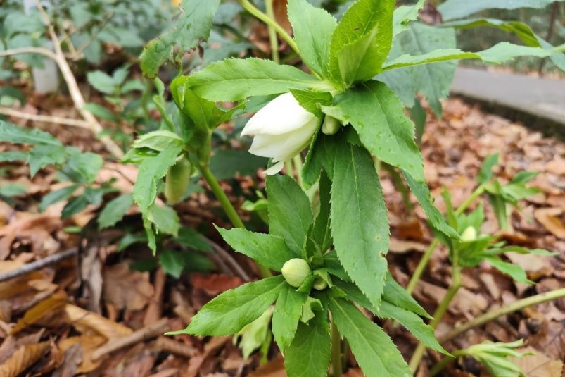 Реликтовый зимовник Кавказский заповедник
