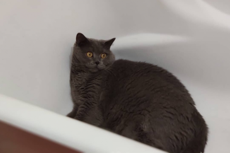 Вам не страшны хоть толпы черных кошек, перебегающих дорогу, если отгадаете хитрую загадку ИА ЕАОMedia