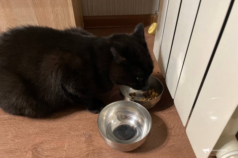 Не 1, не 2 и не 3 раза: сколько раз в день нужно кормить кошку - совет ветеринара ИА Stavropol.Media