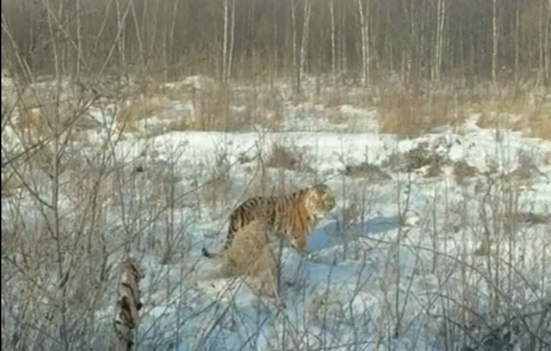 Тигр Скриншот с видео