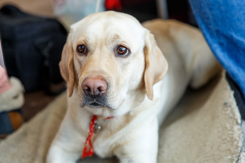 "Хочу преданного друга": идеальная собака для семьи с детьми. ТОП-4 самых добрых и игривых пород-ретривер Александр Ратников, РИА PrimaMedia