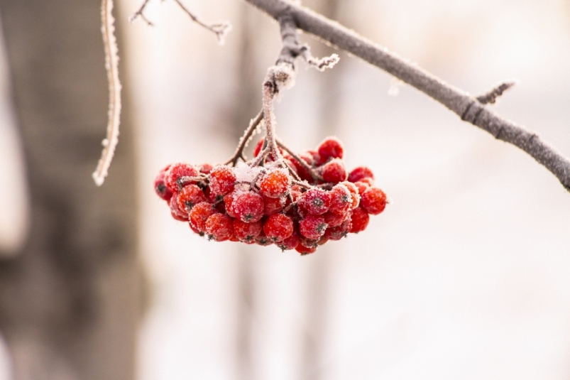 До -6°С потеплеет в Иркутской области 12 декабря Юлия Ушакова, ИА IrkutskMedia