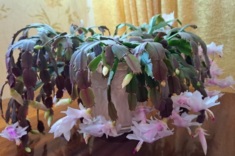 Зацветет как миленький: чем подкормить декабрист для пышного цветения — бутоны как из рога изобилия ИА StavropolMedia