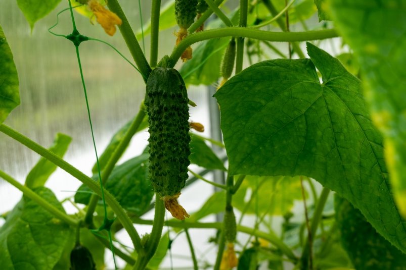 Огурцы больше не желтеют: нашла 3 хитрости для стабильного урожая. Сосед подсказал pxhere.com