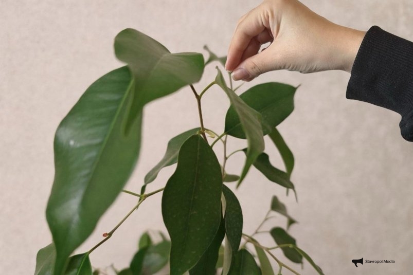 Фикусу Бенджамина нужно в декабре: 5 гр. на 1 л. теплой воды – и листья крупные, зеленые и крепкие ИА Stavropol.Media