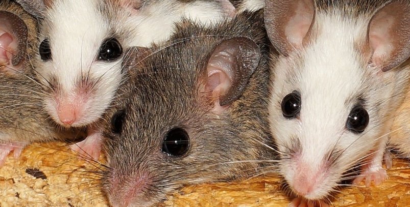 Тематическая иллюстрация pxhere.com