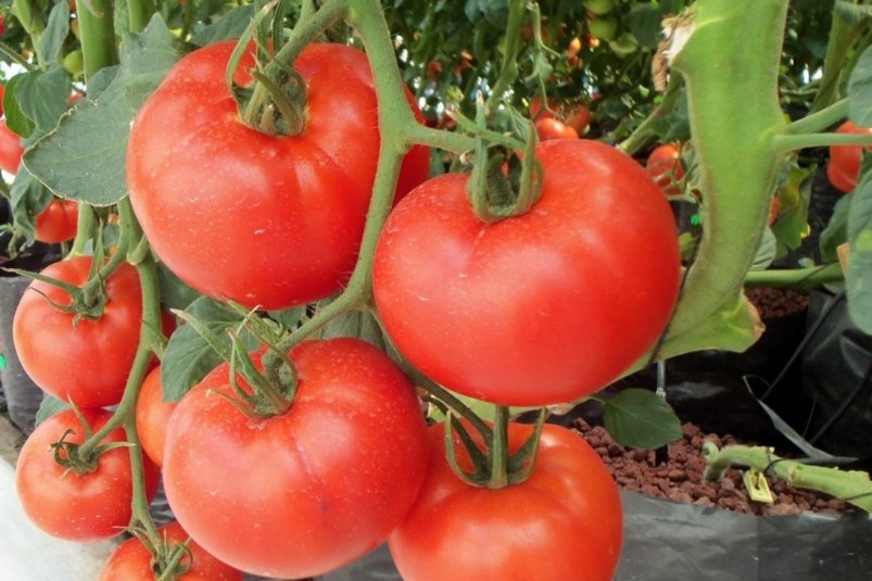 pxhere.com pxhere.com