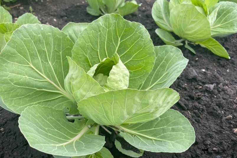 Капуста Автора