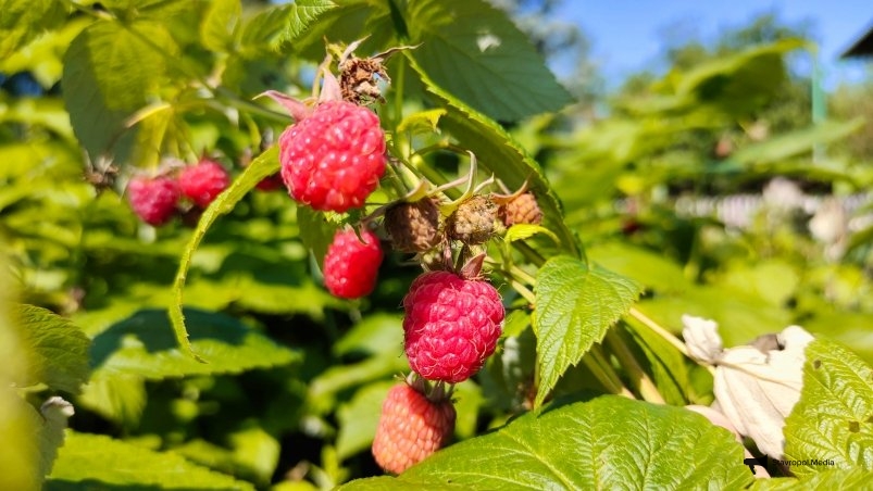 Малина Автора