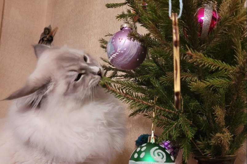 Мой кот больше не охотится на ёлку: как сделать безопасный декор. Никакого стресса фото автора