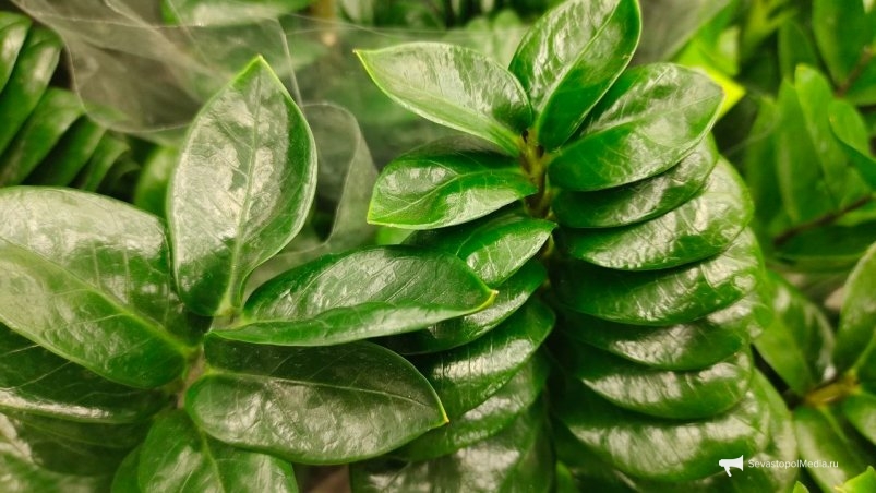  ИА SevastopolMedia