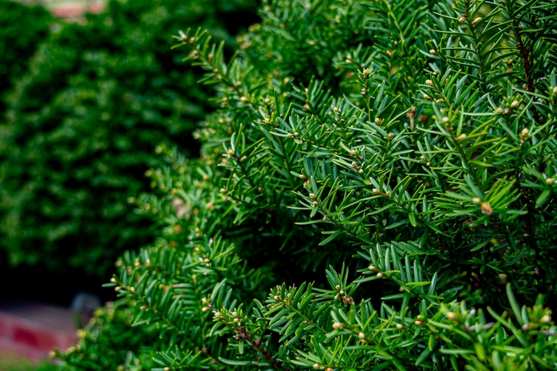 елка, ёлка, шишка, лес, сосна, хвойные, можжевельник Илья Табаченко, ИА PrimaMedia.ru