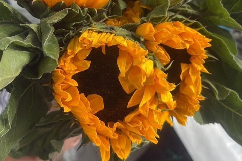 Зараженные подсолнухи пресс-служба ФГБУ "АПК НАЦРЫБА".