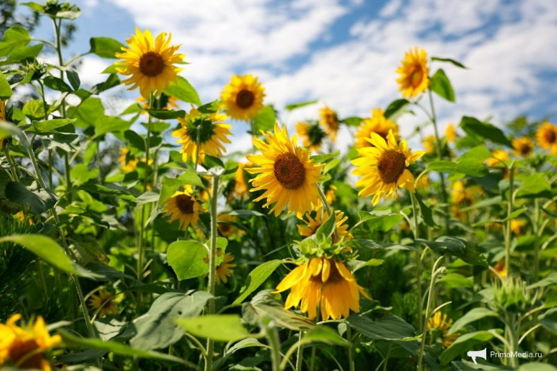 Тематическое фото ИА PrimaMedia