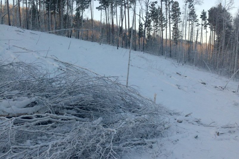 Нарушители очистили место незаконной рубки после вмешательста прокуратуры Приангарья пресс-служба прокуратуры Иркутской области