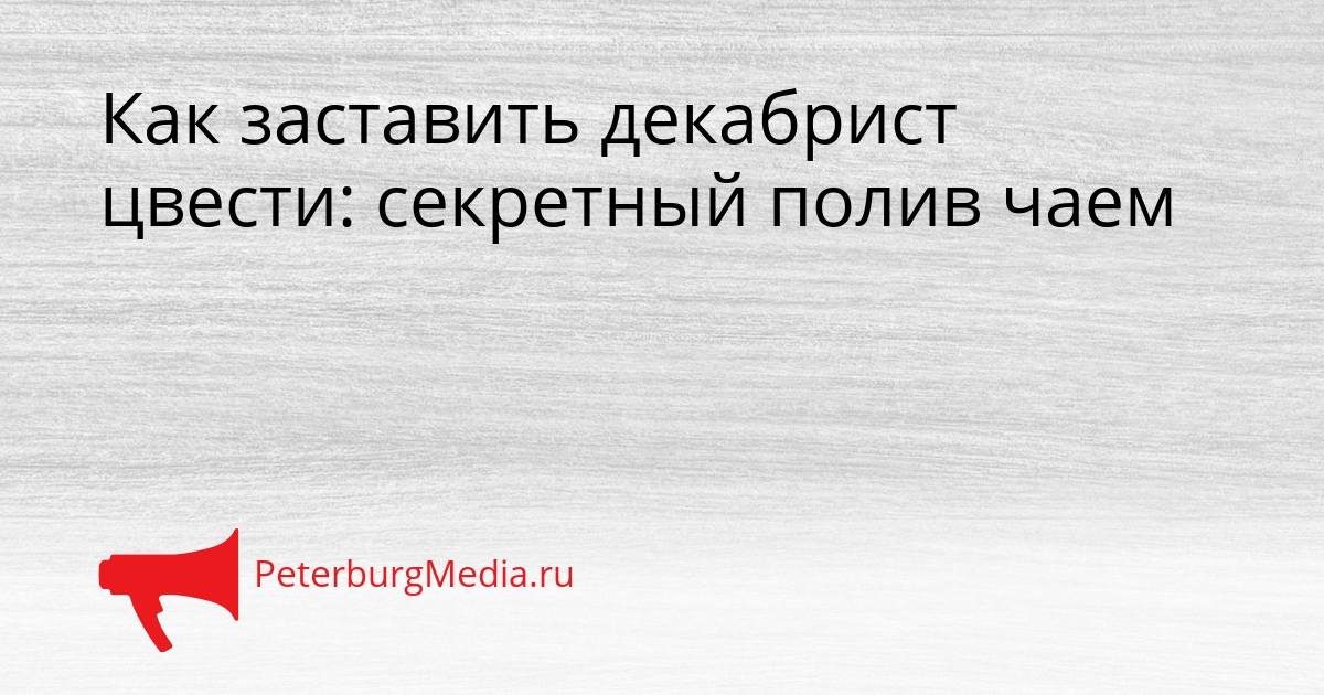 Как заставить декабрист цвести: секретный полив чаем Сгенерировано