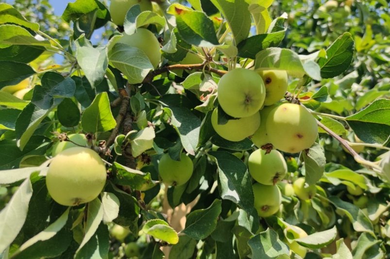 Не сорт, а сказочный богатырь: по 100 кг крупных яблок с дерева, лежкость 250 дней: хрустим всю зиму ИА SevastopolMedia