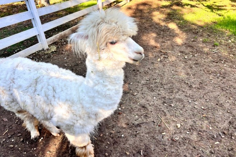 В зоопарке нашли нарушения Прокуратура Севастополя