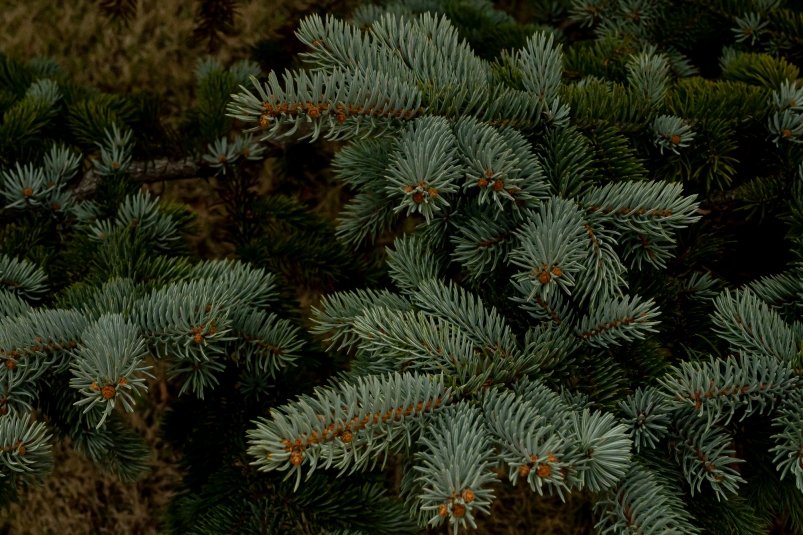 Сосна Илья Табаченко, ИА PrimaMedia.ru