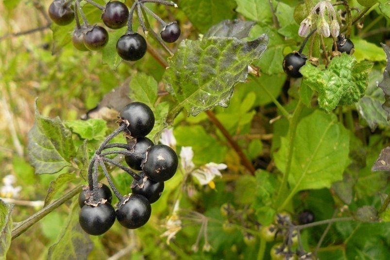 Тематическое фото Pxhere.com