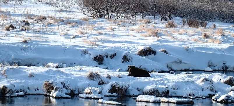 Медведи на Курильском озере на Камчатке пресс-служба ФГБУ "Кроноцкий государственный заповедник"