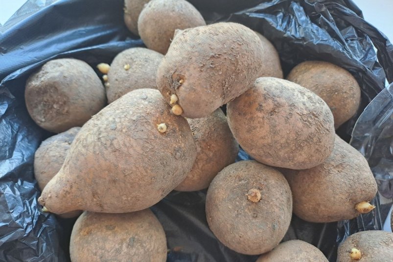 Вырастил картофель без прополки и окучивания: соседи сначала смеялись, теперь повторяют Ольга Долгополова, ИА UssurMedia