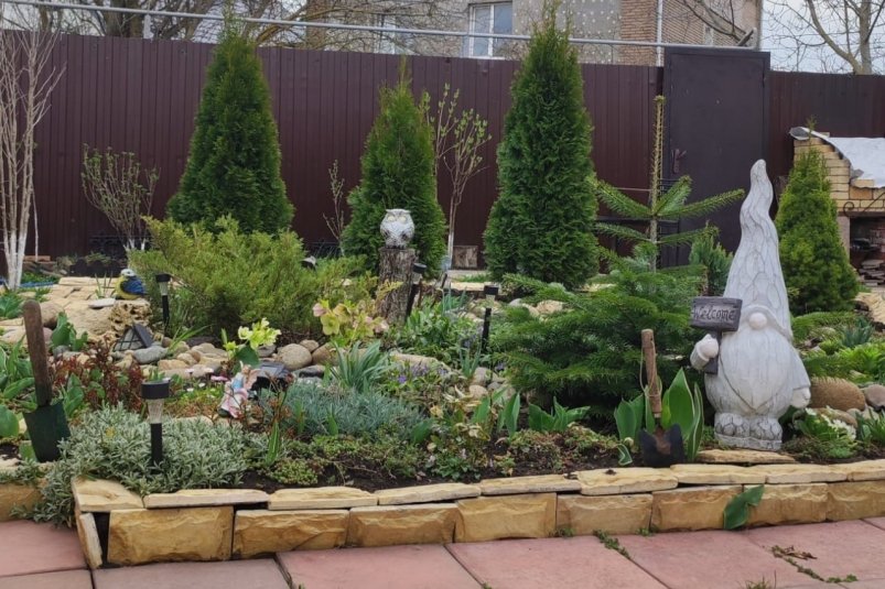 Дача преобразилась: заменил громоздкую ель на аккуратную и вечнозеленую тую фото автора